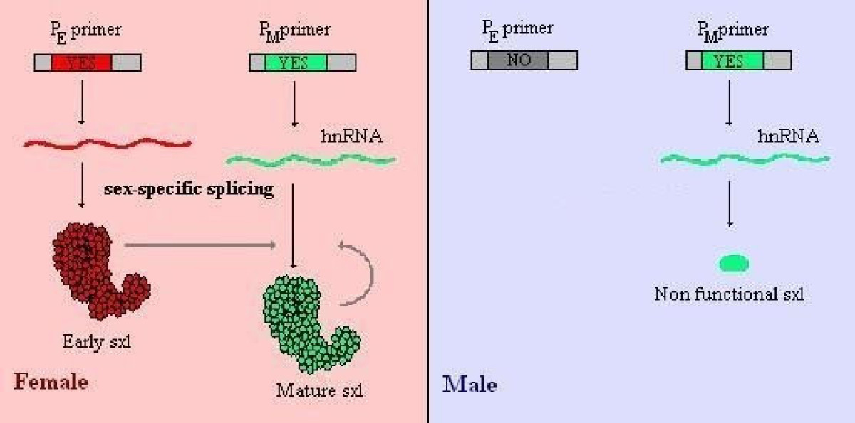 Drosophila Sex Determination Every Cell For Itself Mechanism